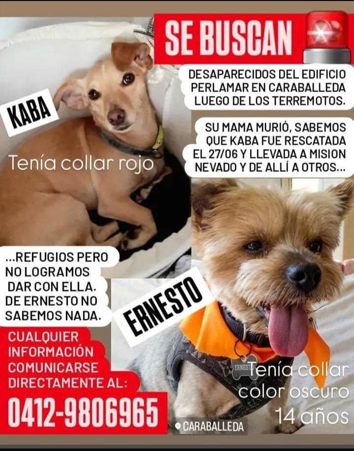 gracon27's tweet photo. #EdoVargas
#Caraballeda
🚨🚨🚨🚨🚨🚨🚨🚨🚨🚨🚨🚨🚨🚨🚨🚨🚨🚨🚨🚨🚨🚨
Se buscan estos perritos❤️‍🩹🐶
Favor difundir🙏🏻
Gracias 🇻🇪🫂 https://t.co/k1b7N4wpjO