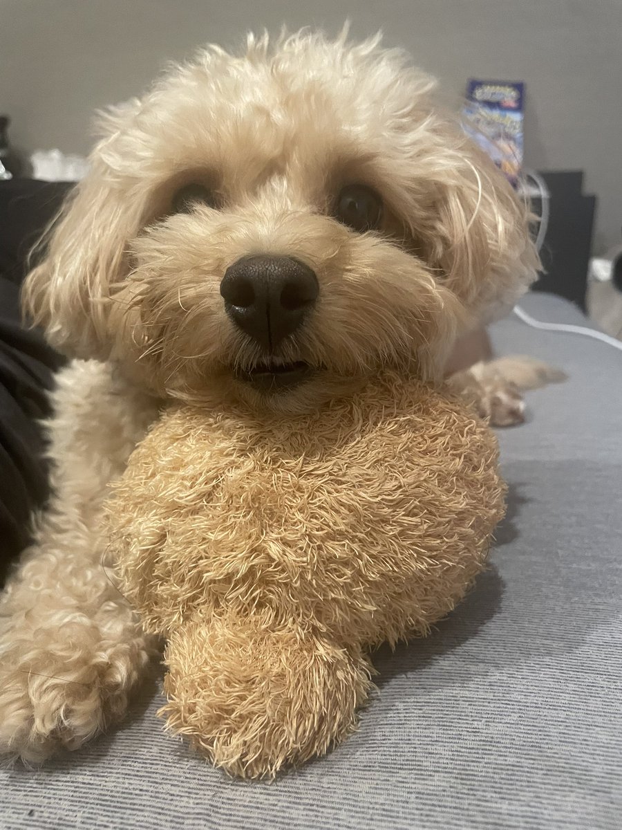 rkrk0816's tweet photo. 最近のラキちゃんのオキニ
プードルのオケツボール🏀
ちゃんと＊もあって投げたり齧ったりして遊ぶのが好き🫶 https://t.co/fRFuynjCpb