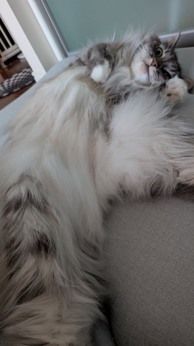 glanzelius14's tweet photo. ダイナミックアングル！
#猫
#ノルウェージャンフォレストキャット https://t.co/8RHK8tXulZ