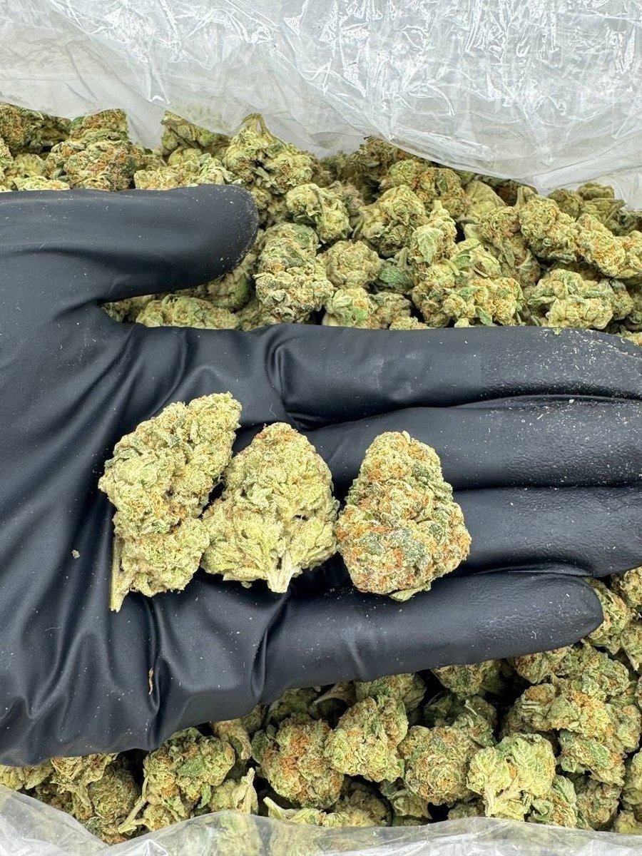 AccessR60504's tweet photo. Contact me privately for inquiries on telegram 
https://t.co/iiPoCHxtZb

Slush Mints
$750
5+ $550
.
.
.
#cannabiscommunity #weedculture #herbalgoods #naturalvibes #plantbasedliving #greenlifestyle #420community #cannabisproducts #botanicalwellness #organicvibes #wellnessproducts https://t.co/N6XR5Qgrrg