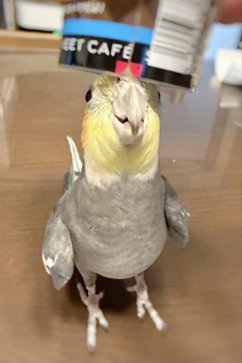 killah60's tweet photo. 頭に乗せて嬉しそうオカメ男子☺️ https://t.co/pIlDdRegKe