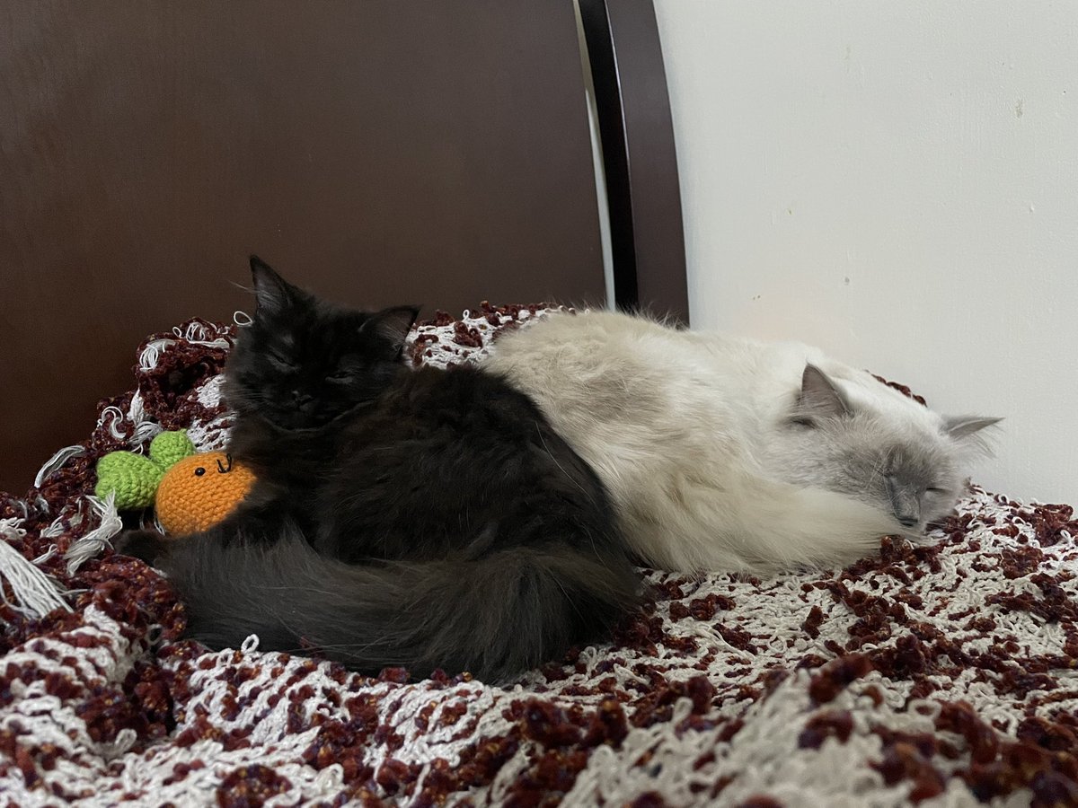 yan_005's tweet photo. Soda&amp; Powder! 🖤🤍😽 https://t.co/OD02HpbHXA