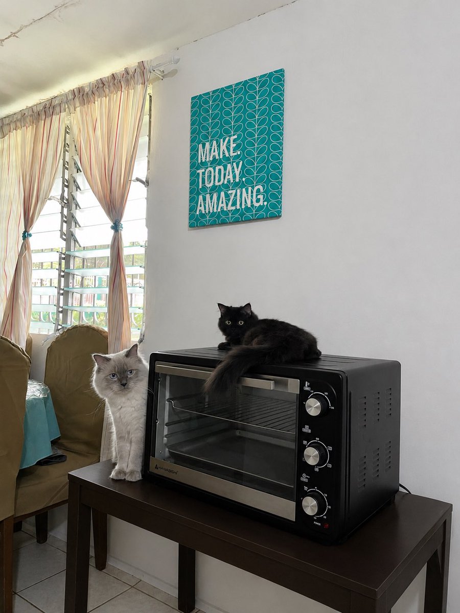 yan_005's tweet photo. Soda&amp; Powder! 🖤🤍😽 https://t.co/OD02HpbHXA