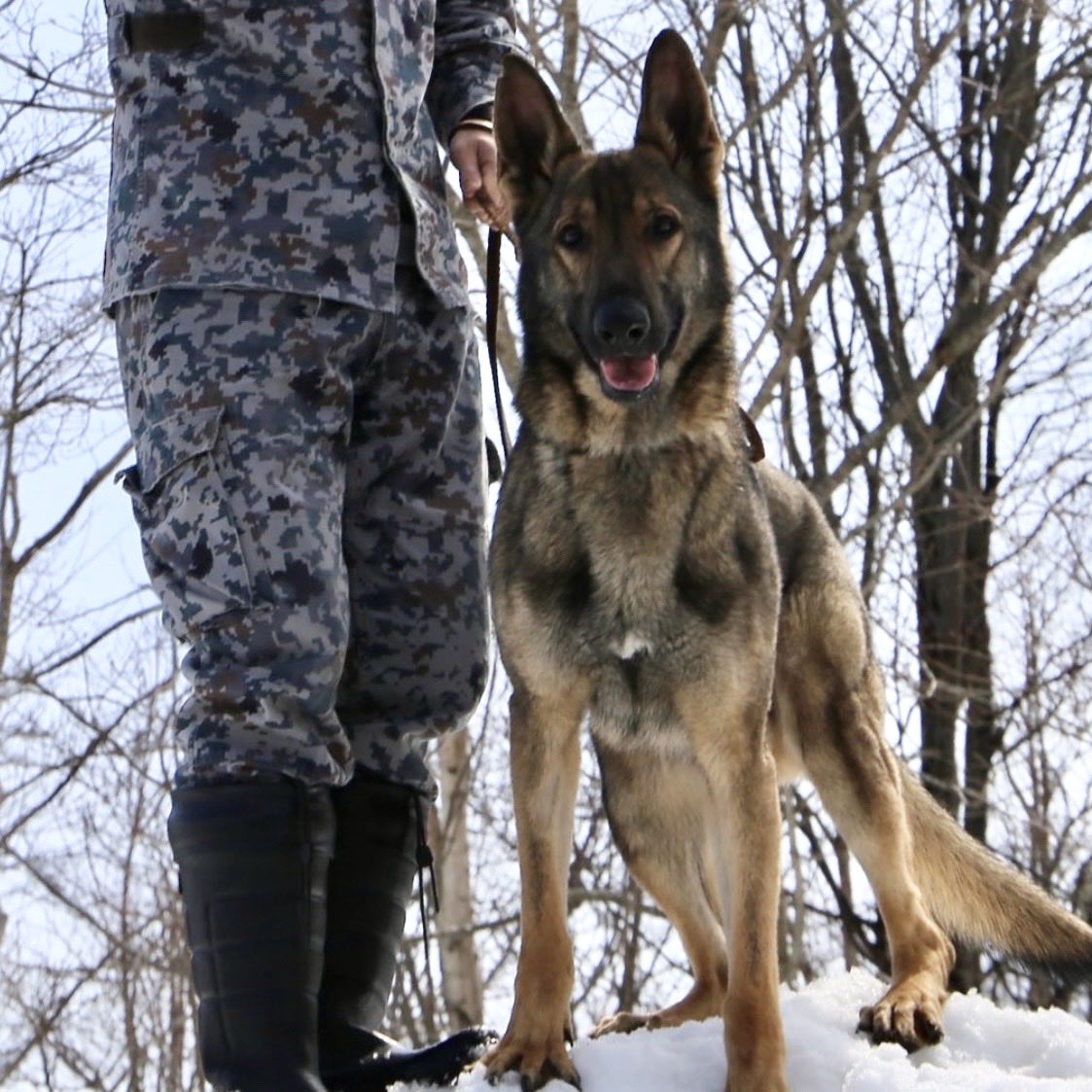 k9planet_japan's tweet photo. 🇯🇵🐾 航空自衛隊 千歳基地の警備犬「ギルド号」
厳しい北の大地で、基地の安全を守る頼れるパートナー。
日々の訓練と任務を積み重ね、今日も隊員とともに任務に就きます。🫡
📷 @jasdf_chitose https://t.co/47ezJK8hca