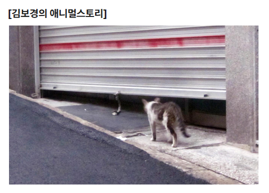 aniko_welfare's tweet photo. "서울시는 2008년 종로구에 고양이가 많다는 민원을 받고 고양이를 잡아서 살처분했다. 그랬다가 바로 쥐가 들끓어서 21세기에 쥐잡기 운동을 했다. 2009년 서울은 길고양이 중성화 사업을 시작했다."(기사읽기: https://t.co/7RVxfLOMKZ) https://t.co/H6nJIaSLPJ