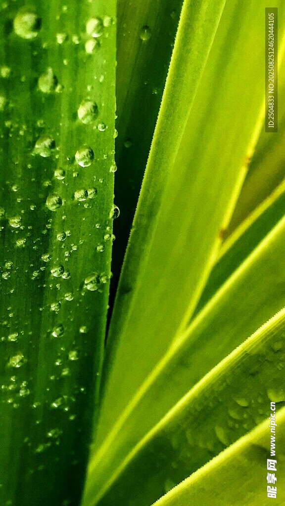 tlswhddn777's tweet photo. 今日鲜采的本地脆爽生菜+饱满香菇，打工人晚餐快手菜搞定，新鲜看得见！ https://t.co/xWy7d3GIqL