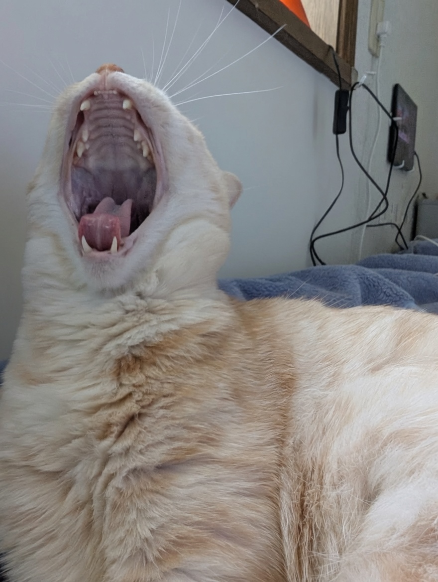 kori0329's tweet photo. 🐱逆がん見👀
目覚めたら猫が隣で寝ていました🥱🐈️💤
今日は私ががん見しました
🐱👀
猫、起きよ😉😽
今週もお仕事頑張ろう✊️ ฅ https://t.co/Ti5cVffNdw
