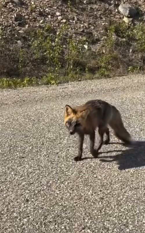 1999_Plus's tweet photo. A wild fox in northern BC stopped dead in its tracks when the whistling started… curiosity or appreciation? 🦊🎶 #Fox #Wildlife #RedFox #Nature #NorthernBC https://t.co/2WOkoo0bHp