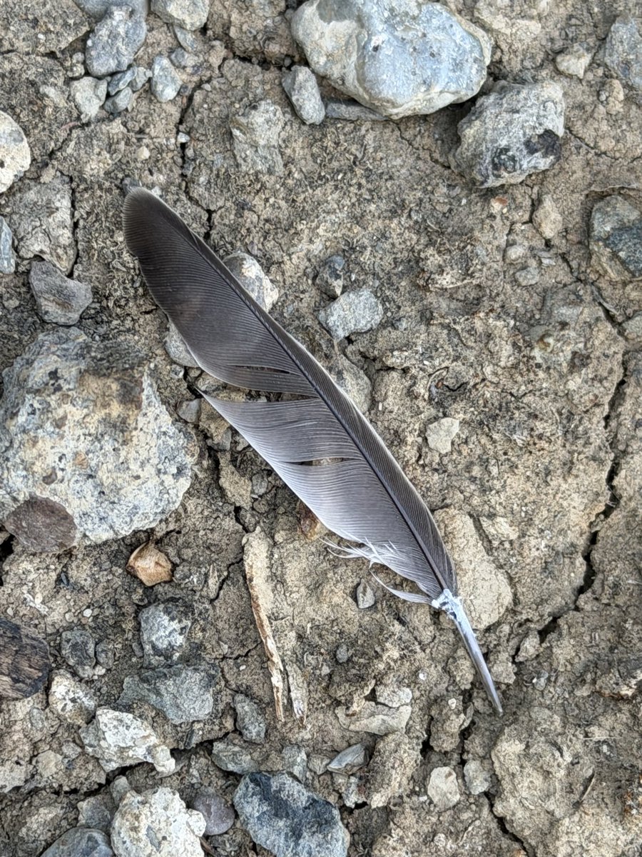 skylerisms's tweet photo. Officially starting a feather collection https://t.co/Gfzxi8Tr0E