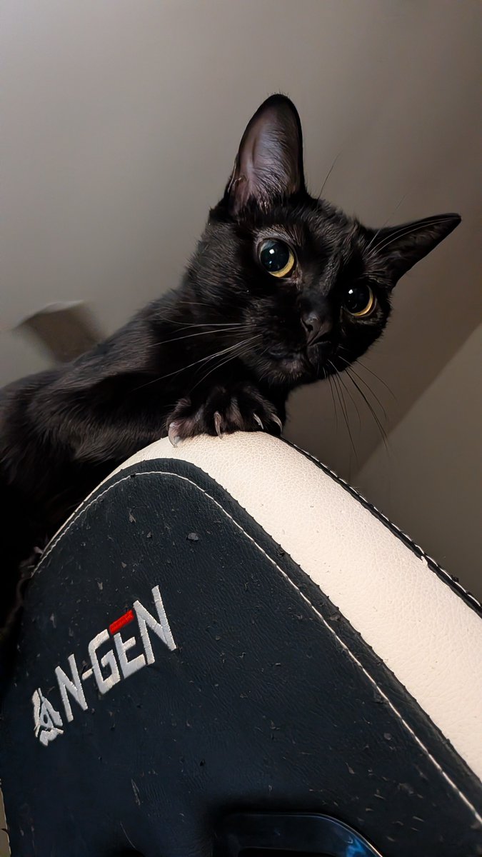Robsstink's tweet photo. She keeps climbing up my chair and beating the tar out of me as I draw... Istg if she keeps this up I'm adding her to my Mewgenics save and feeding her to the big Tina. https://t.co/9CibqW65Fg