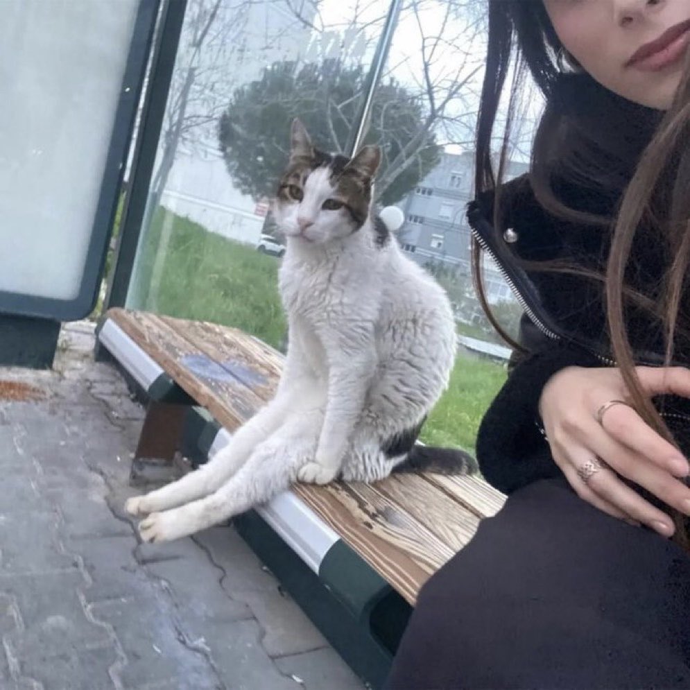 nyanz365's tweet photo. バス停で一緒にバス待ってた猫見て https://t.co/8ywihfaR1d