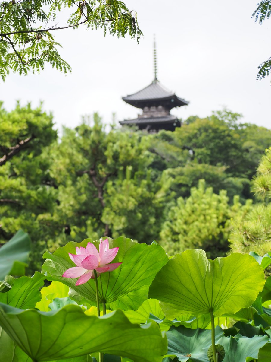 HSankeien's tweet photo. 🪷ハスの見ごろが続いています🪷
咲き始めの濃い紅色、散り際の淡い色。一輪一輪に心惹かれるものがあります。
今年の早朝観蓮会は8月8日(土)・9日(日)の残り2日間、7時に開園します。人気の蓮の葉シャワーをはじめ「蓮の体験コーナー」や茶店の限定朝食メニューなどご用意してお待ちしております🌟 https://t.co/5zVRCMcKIR