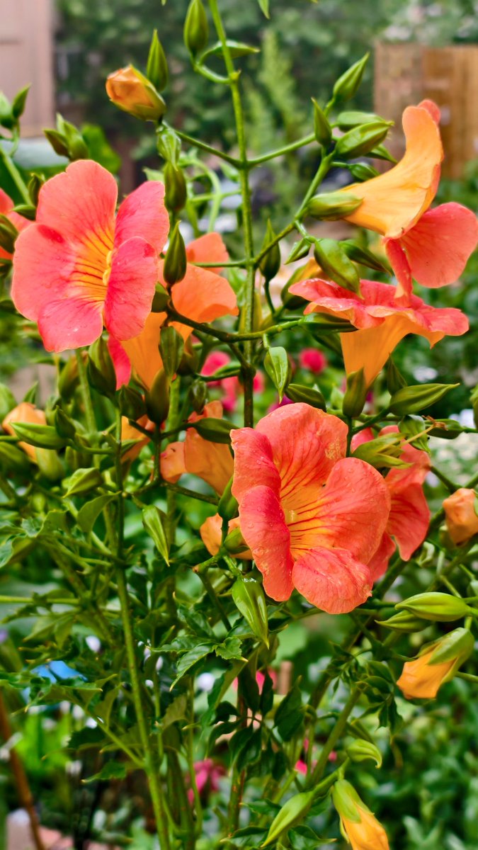 Lakhmlv's tweet photo. August flowers are free. https://t.co/iubeCrsU8T