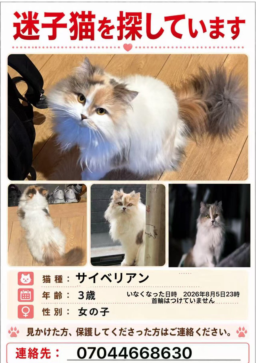 woshiniba_'s tweet photo. 愛する飼い猫が脱走してしまいました。
目撃した人はDMください。
千葉県船橋市芝山在住の方ご協力お願いいたします。綺麗な三毛猫なのですぐわかるかと思います。#迷い猫 #猫を探しています 
#猫探してます #サイベリアン https://t.co/KLpxdrCAGc