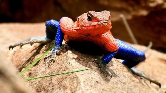 semestasains's tweet photo. Kadal Manusia Laba-laba.

Spider-Man Lizard (Agama mwanzae) adalah spesies kadal yang hidup bebas di Tanzania dan sebagian wilayah Kenya. Kadal penuh warna ini dijuluki demikian karena perpaduan warna merah dan biru cerah pada tubuh pejantannya yang menyerupai kostum ikonik Spider-Man.

Tidak berbisa dan juga tidak beracun, kadal ini memakan serangga-serangga kecil terutama semut dan belalang.