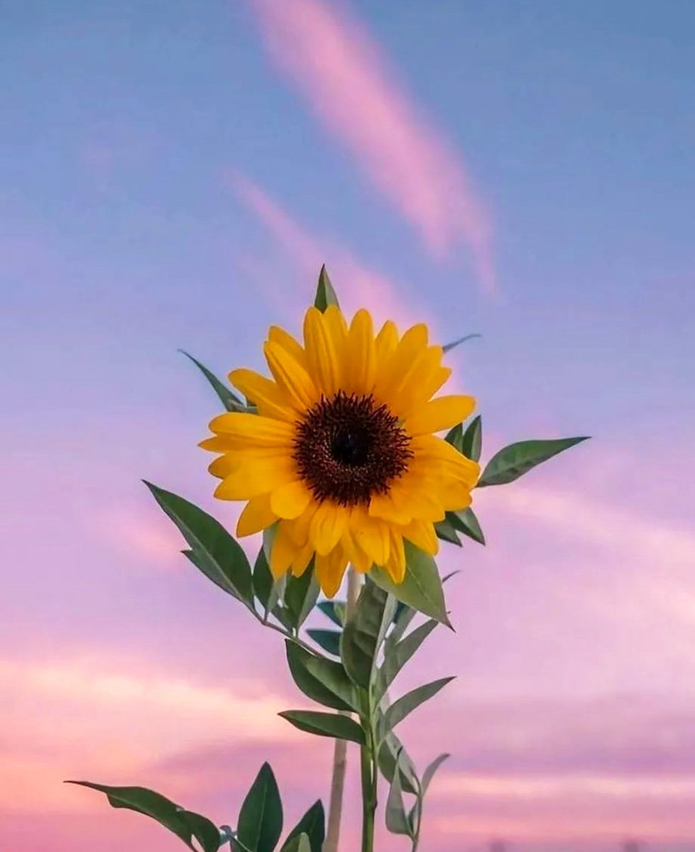 sunflowerchives's tweet photo. sunflower beauty https://t.co/p4SxqRPHti