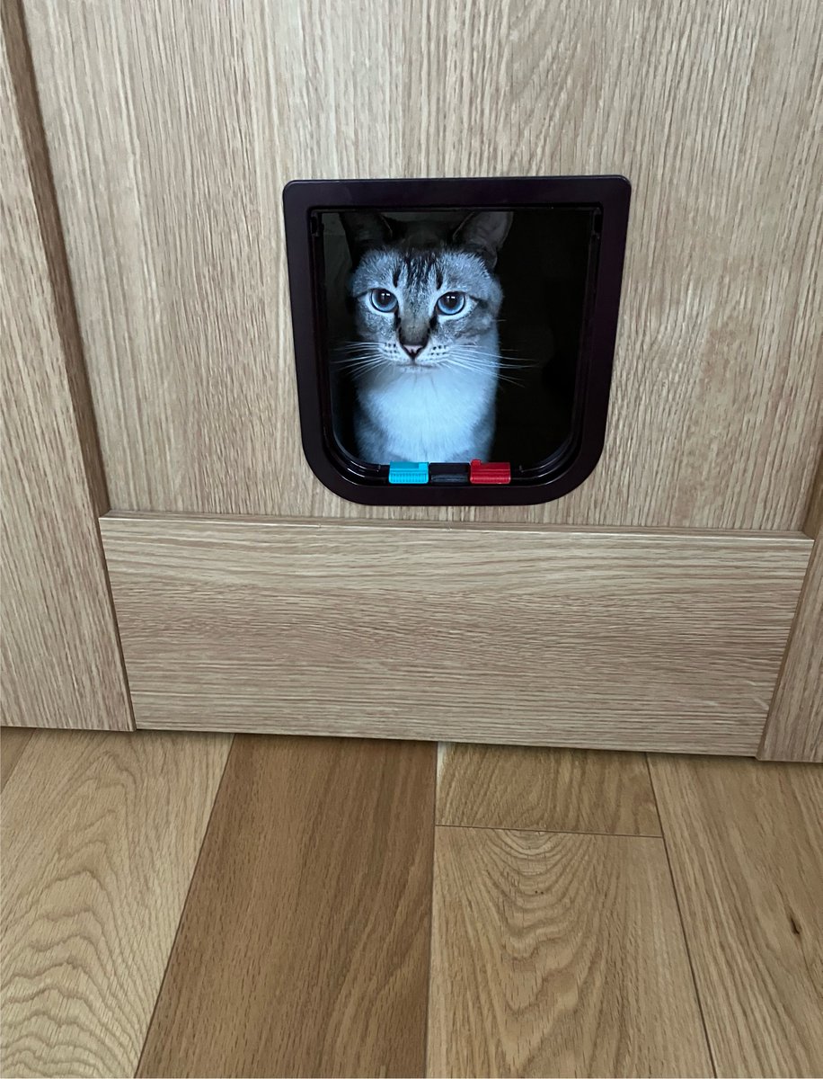 _roro_cat_'s tweet photo. ドアの向こうからじーっと見つめるねこ https://t.co/h9wUsSXsKN
