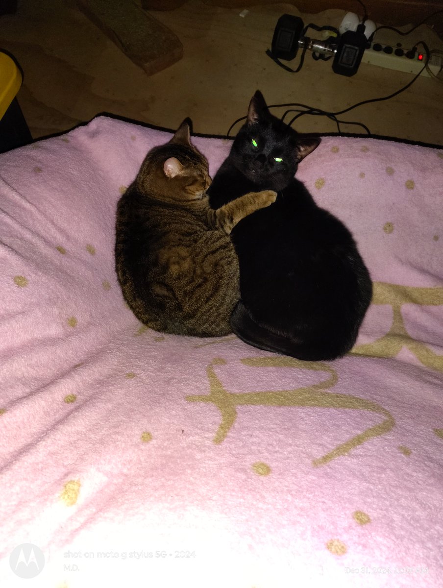 Mike05771780's tweet photo. @buckleupjazz @ojessie__ Keep it simple this is Black Cat and Brown Cat https://t.co/h8vaQPGOIX