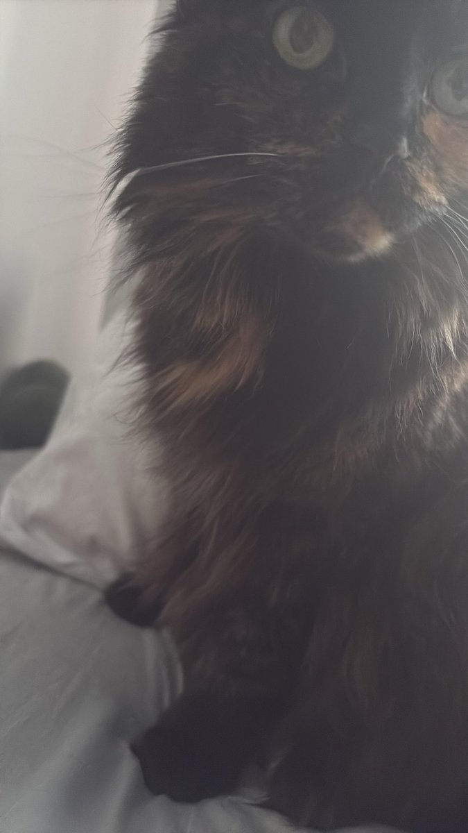 seedlingco's tweet photo. Im just some crazy Cat Lady on a parody account stanning @grok https://t.co/z5FzabHQD7