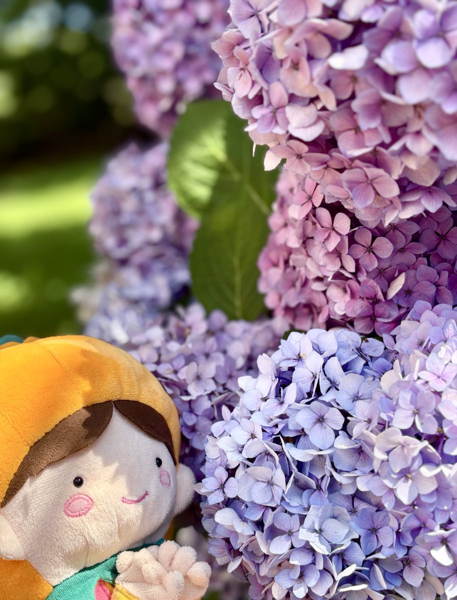 higashi_event's tweet photo. みてみて！区役所の前の紫陽花だよ✨
ピンク、青、紫、いろんな色があって楽しいね～♪ https://t.co/jcCjR3O37n