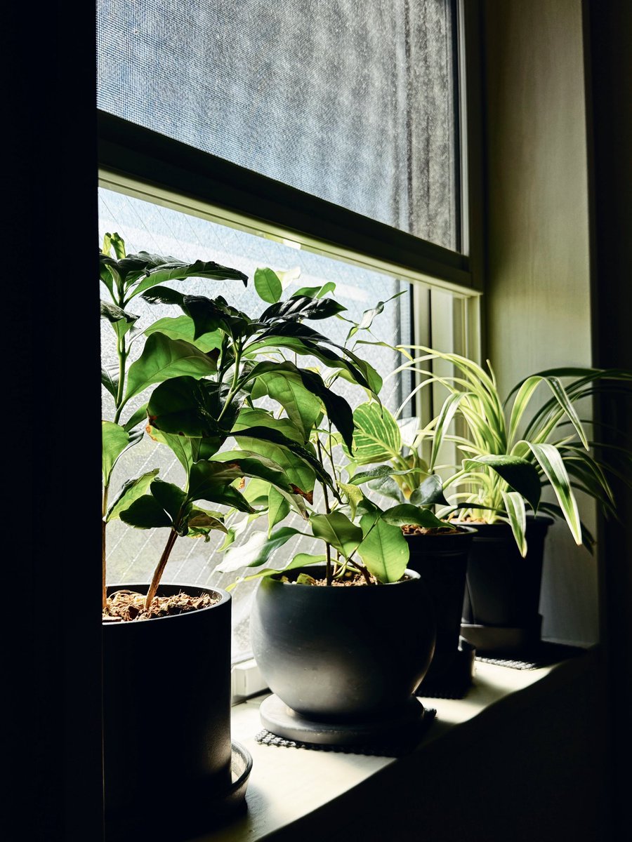 __n_replica's tweet photo. 窓際の植物 𖤣𖥧𖥣｡𖤣𖥧 https://t.co/ePEqxCyLy7