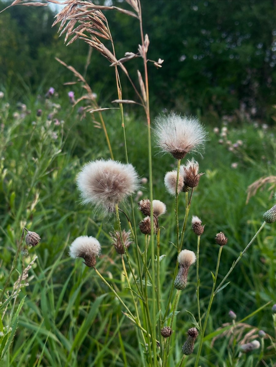 notjustplanetA's tweet photo. nature is so pretty https://t.co/ILybCJgps7