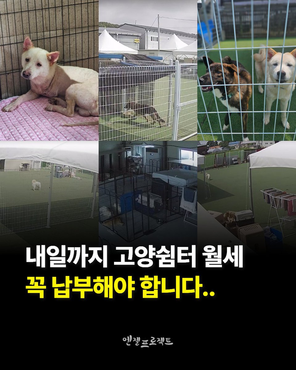Hyeyounkim3's tweet photo. 내일 꼭 고양 쉼터 월세 242만원이 필요합니다.

고양쉼터 월세 납부일은 7일 내일입니다. 하지만 현재 병원비와 위탁비를 내면 월세 낼 돈이 부족합니다.

오늘은 반드시 부족한 242만 원을 마련해 내일까지 월세를 납부해야 합니다. 고양쉼터는 월세가 밀리면 안 되는 곳입니다. 이곳은 많은 아이들이 안전하게 생활하고 있는 소중한 보금자리입니다.

아이들이 더 이상 불안해하지 않고, 지금의 보금자리를 지킬 수 있도록 도움을 부탁드립니다.

만원 릴레이로 함께해 주세요.
한 분의 1만 원이 모이면 큰 힘이 됩니다.

242분의 따뜻한 손길이 모인다면, 오늘 아이들의 보금자리를 지킬 수 있습니다.

부디 함께해 주세요. 감사합니다.