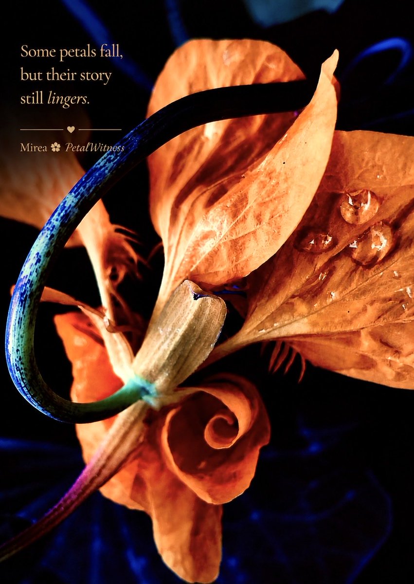 PetalWitness's tweet photo. FlowerPhotography
#PetalWitness
#NatureInBloom https://t.co/hapMalWyut