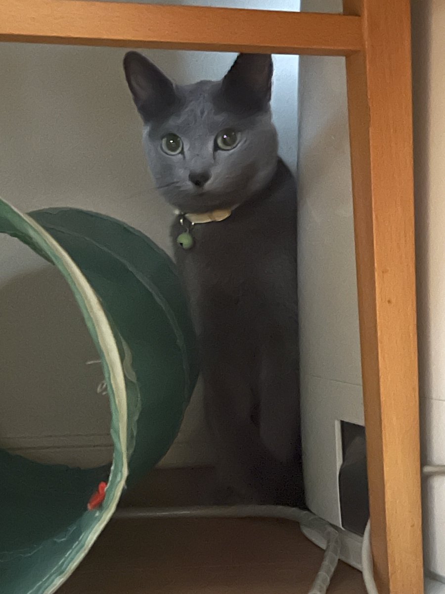shimura_ken_'s tweet photo. まったりする者と、なかなかな剣幕でお互いを監視し合う者達
#猫 https://t.co/r7kPhfGvhw