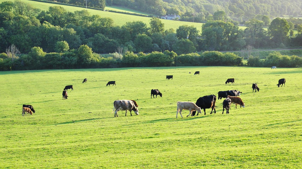 SamaHoole's tweet photo. A farmer in Shropshire is selling his farm this September and nobody has died.

Two hundred and twenty acres. A hundred and forty ewes, seventy suckler cows, a shed with one end held up by a telegraph pole, and a tractor bought new in 1994, which is the last thing on that farm that was bought new. His grandfather bought the place outright in 1961. He is 54 and has never had a penny of debt.

The books say the farm lost eleven thousand pounds last year. It lost money the year before as well.

He is not bad at this. The government's own review, chaired by Minette Batters, found nearly a third of British farms were loss-making in 2024.

On paper the same farm is worth £1.9 million.

Pasture in his county averaged £8,600 an acre last year, and not a pound of that was set by anything he grows. Two blocks within nine miles went to buyers he has never met. One for solar. One described in the particulars as a natural capital opportunity.

His mother is 81 and lives in the bungalow at the top of the lane. When that comes across with the other half of the ground, the two halves clear the £2.5 million threshold, and twenty per cent of the excess is a bill in six figures on a business that has not made money in three years.

His son is a radiographer in Telford and is not coming back. He said so once, kindly, and never made his father ask twice.

So it goes now, while he can still choose which fields and to whom. He is selling the good ground first, because you cannot raise a bill off the rough.

The Treasury collects nothing from any of this. The sale happens years before the tax event, so there is no tax event left to have.

What Britain loses is a hundred and forty lambs and seventy calves a year, off ground that will never produce food again, in a country that already imports forty per cent of what it eats and has just had its worst cereal harvest since records began.

That is one farm. There are thousands of them, doing the sums at the same kitchen table this month.

The beef on your shelf this Christmas will come from Brazil, and the price will be higher, and nobody will connect the two.