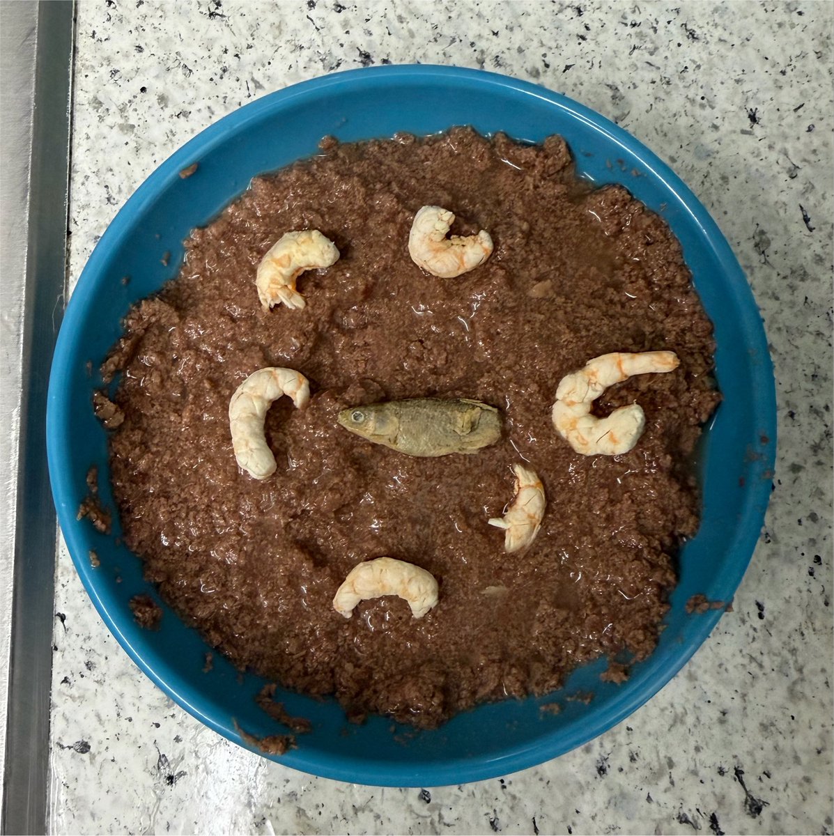 sinkingbone's tweet photo. hehe my cats dinner tonight <3 https://t.co/pnOJNNQcbn