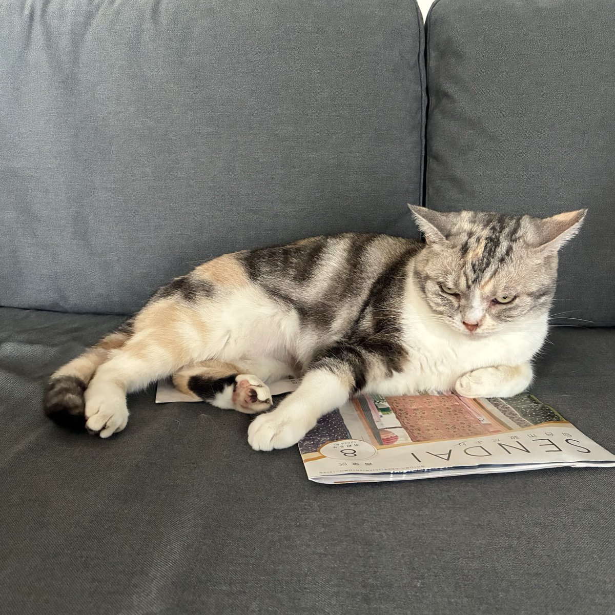 katuo1500's tweet photo. なでなでしすぎて、機嫌悪くなって、ガンつける猫
目つき悪すぎやて… https://t.co/Wwl2ivnON8