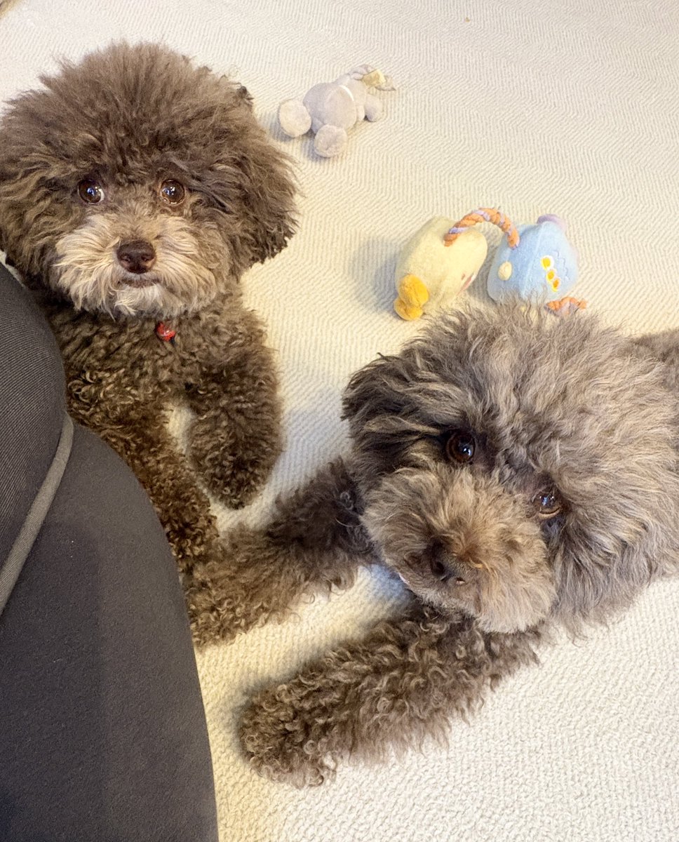 CHANEL_526's tweet photo. 元気です♡シャネココ♡ https://t.co/buXPVH0EMn