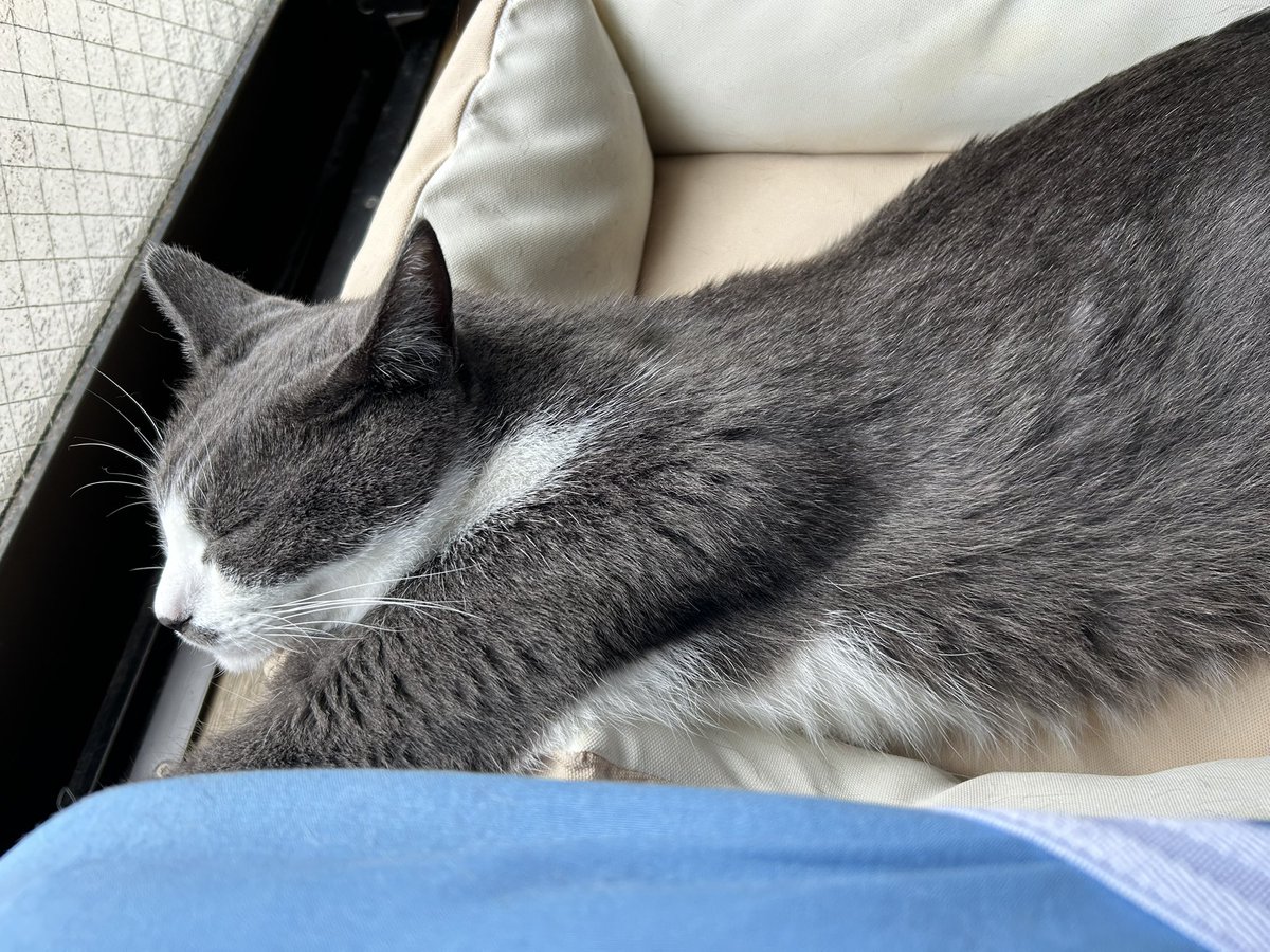 nekonohotate_'s tweet photo. 怖い夢でも見たのか、隣で寝てたほたがﾆｬｳﾆｬｳ言いながら起きてびっくり🥺そしてまた寝た https://t.co/7GVssOHUCU