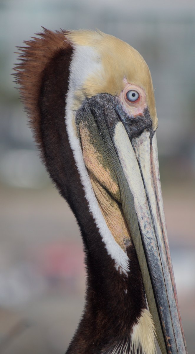 helloilikebirds's tweet photo. Brown pelican and western gull #birdtwt https://t.co/ohM0kyBIUd