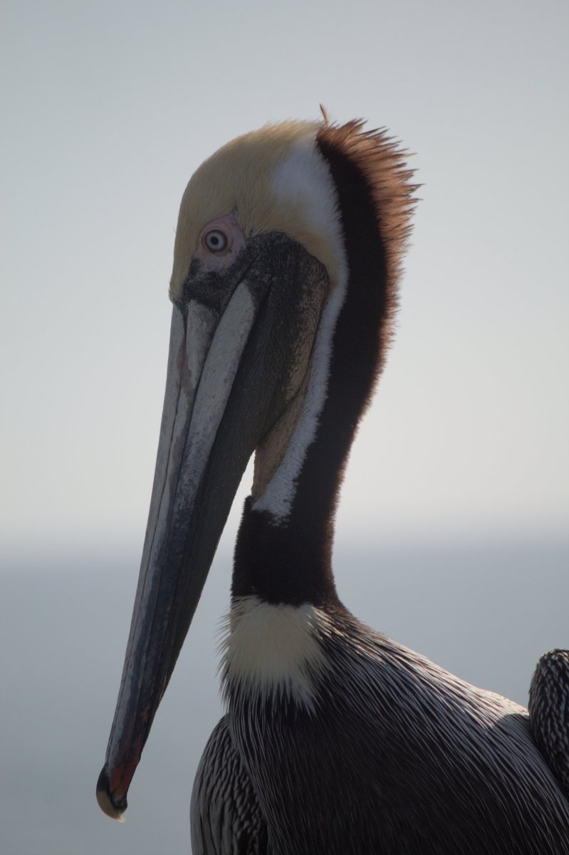 helloilikebirds's tweet photo. Brown pelican and western gull #birdtwt https://t.co/ohM0kyBIUd