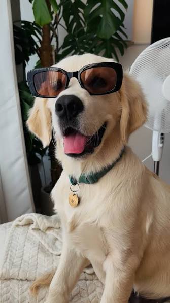 dogsrri's tweet photo. https://t.co/7g9yK5xB6j