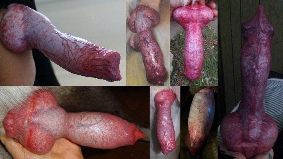 innoc51406's tweet photo. 💌 Fresh uploads  🌟 Exclusive content • 🎀 Premium collection awaits!
📩 DM for more details and enjoy the latest updates! 💕✨🐾  
             👨‍❤️‍👨👩‍❤️‍👨💑👩‍❤️‍💋‍👩👨‍❤️‍💋‍👨👩‍❤️‍💋‍👨💏💌🐎🐴⚡ click the link on my bio 🔗 
#nolimit #knotted #kinky https://t.co/JrCFu3zzPQ