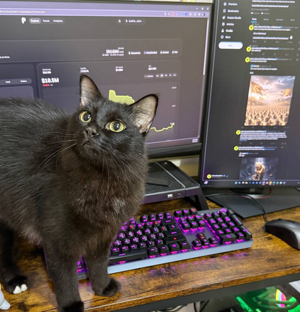 IntCatDayRH's tweet photo. My cat waiting for live feature on PONS @MEADGod 👀 https://t.co/yEXR31USCW