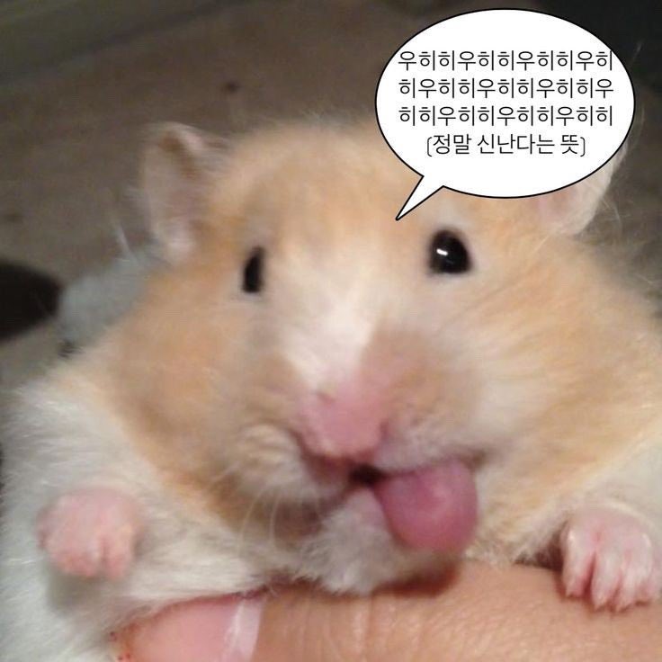 xnonbk's tweet photo. @waterRkclrazi 우히히 칭찬받았긔 https://t.co/DZ6zPDZQbd