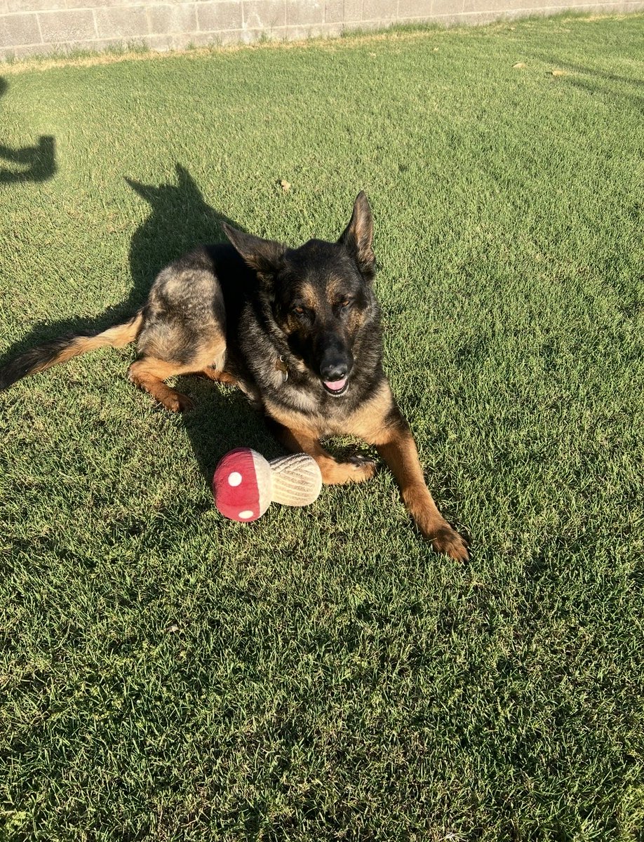 inhaxler's tweet photo. @veenevaeh Little baby🐾 https://t.co/DfPfBTk04n
