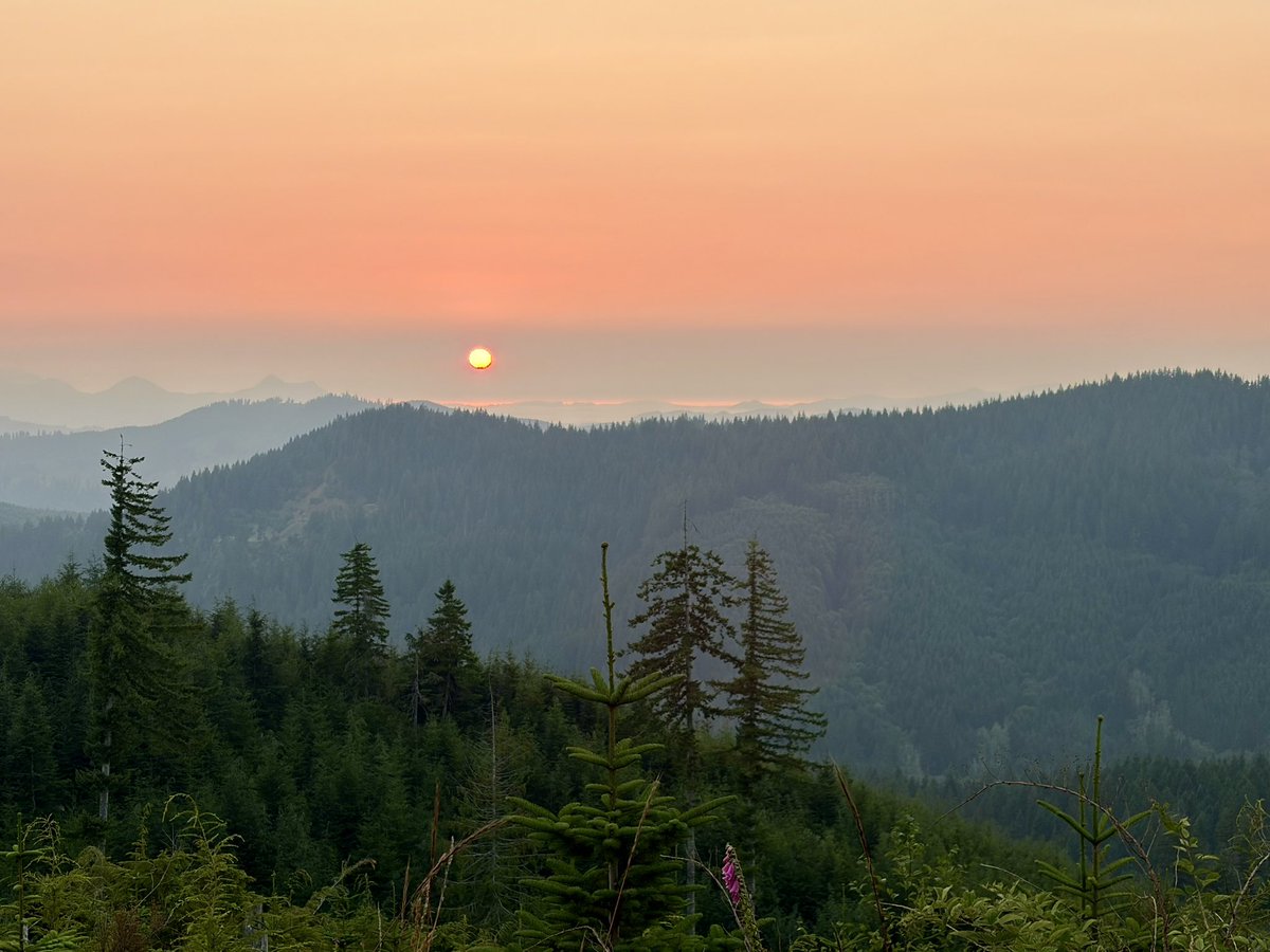 ProjectOutdoors's tweet photo. Tonight’s smokey sunset in the Clatsop State Forest 

And since I’ve been asked 10 times in the last week, no I haven’t burned to death in a wildfire. 

I’m safe there are no fires close to me.

📍Elsie, Oregon https://t.co/0bHUeB3LDV