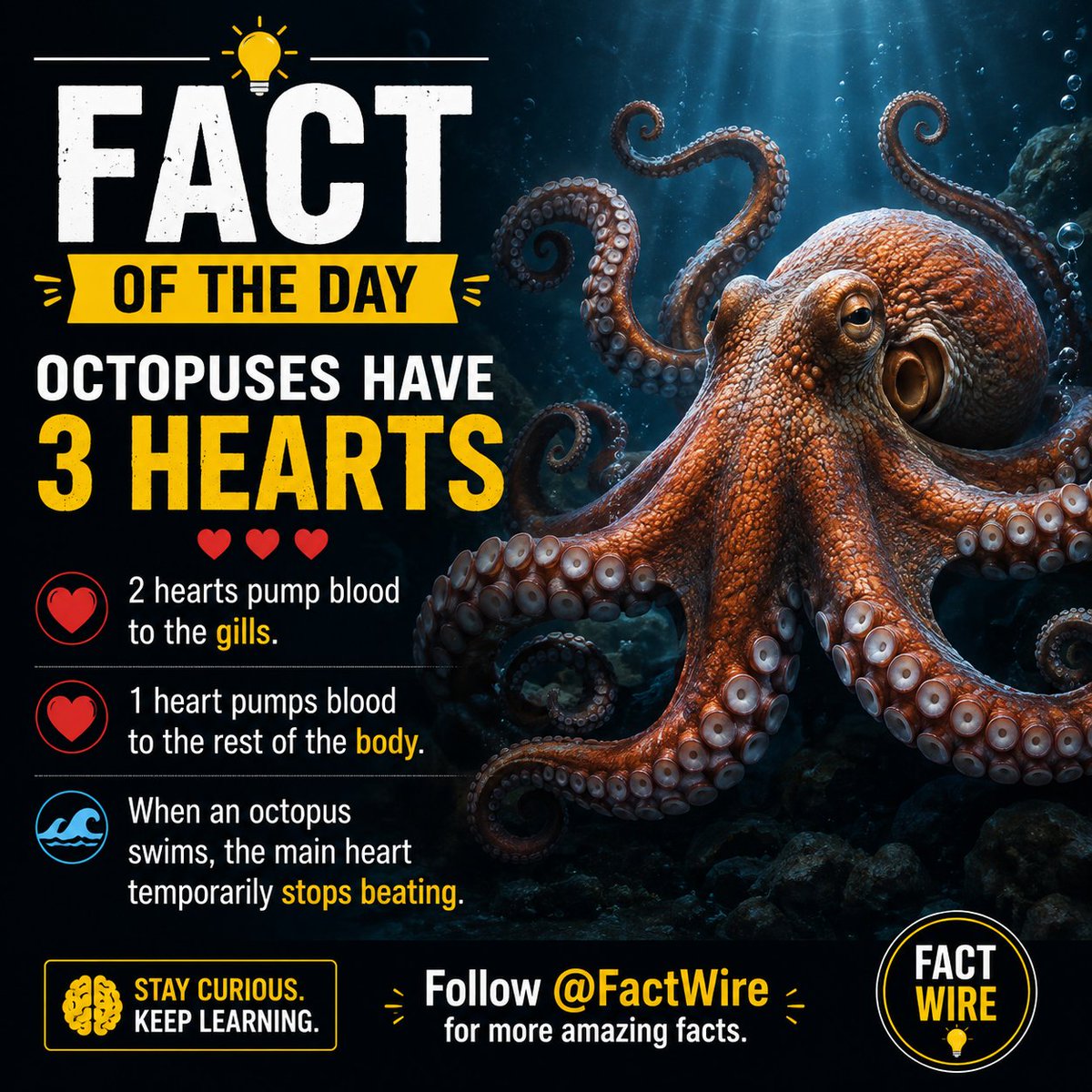 FactWireFW's tweet photo. Nature is unbelievable!
An octopus has 3 hearts, and when it swims, its main heart stops beating for a short time. That's one reason octopuses often prefer crawling over swimming.
👉 Follow @FactWireFW for daily mind-blowing facts.
#FactWire #Octopus #MarineLife #ScienceFacts #DidYouKnow #AmazingFacts #DailyFacts #Nature #Ocean