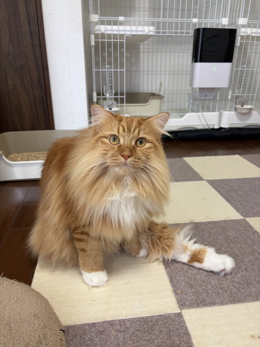 abobobolife's tweet photo. 足ぴょこんっ🥰 https://t.co/d2yuJmtVPT