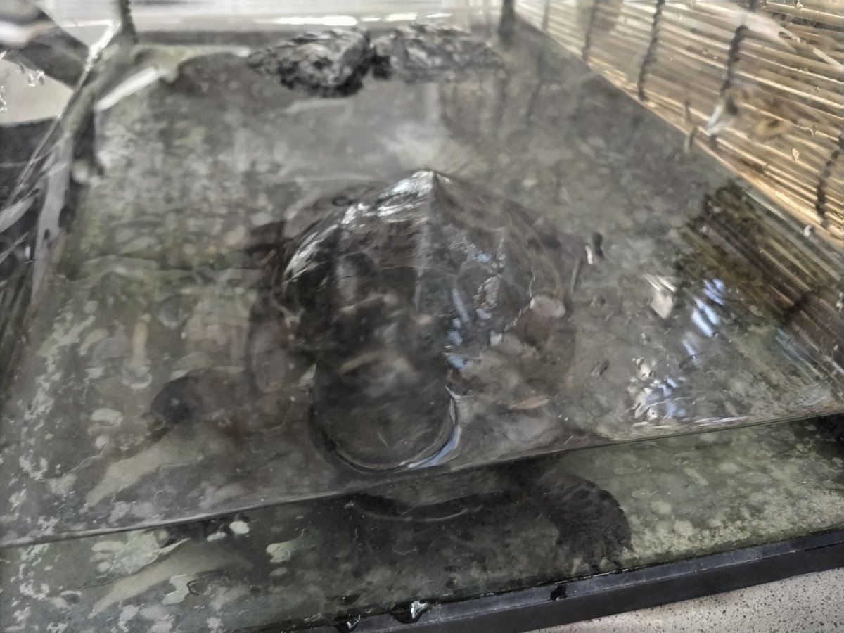 qfpO74ik5I8360y's tweet photo. 我が家のガメラは32歳 https://t.co/88BPt35QHy