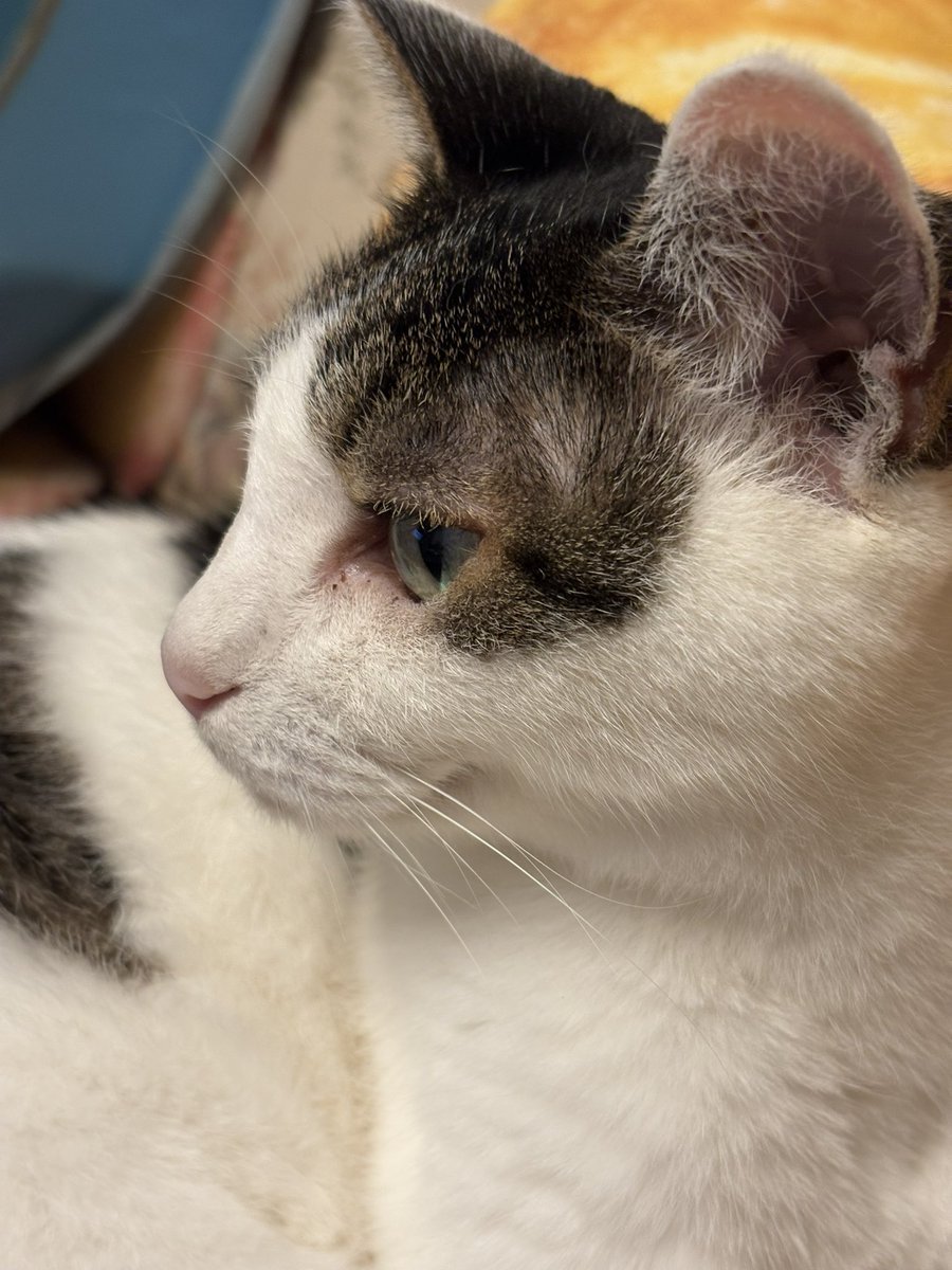 wacaraji_o's tweet photo. やきう⚾️を見ている

#猫
#猫のいる暮らし https://t.co/qn0b3VjBJJ
