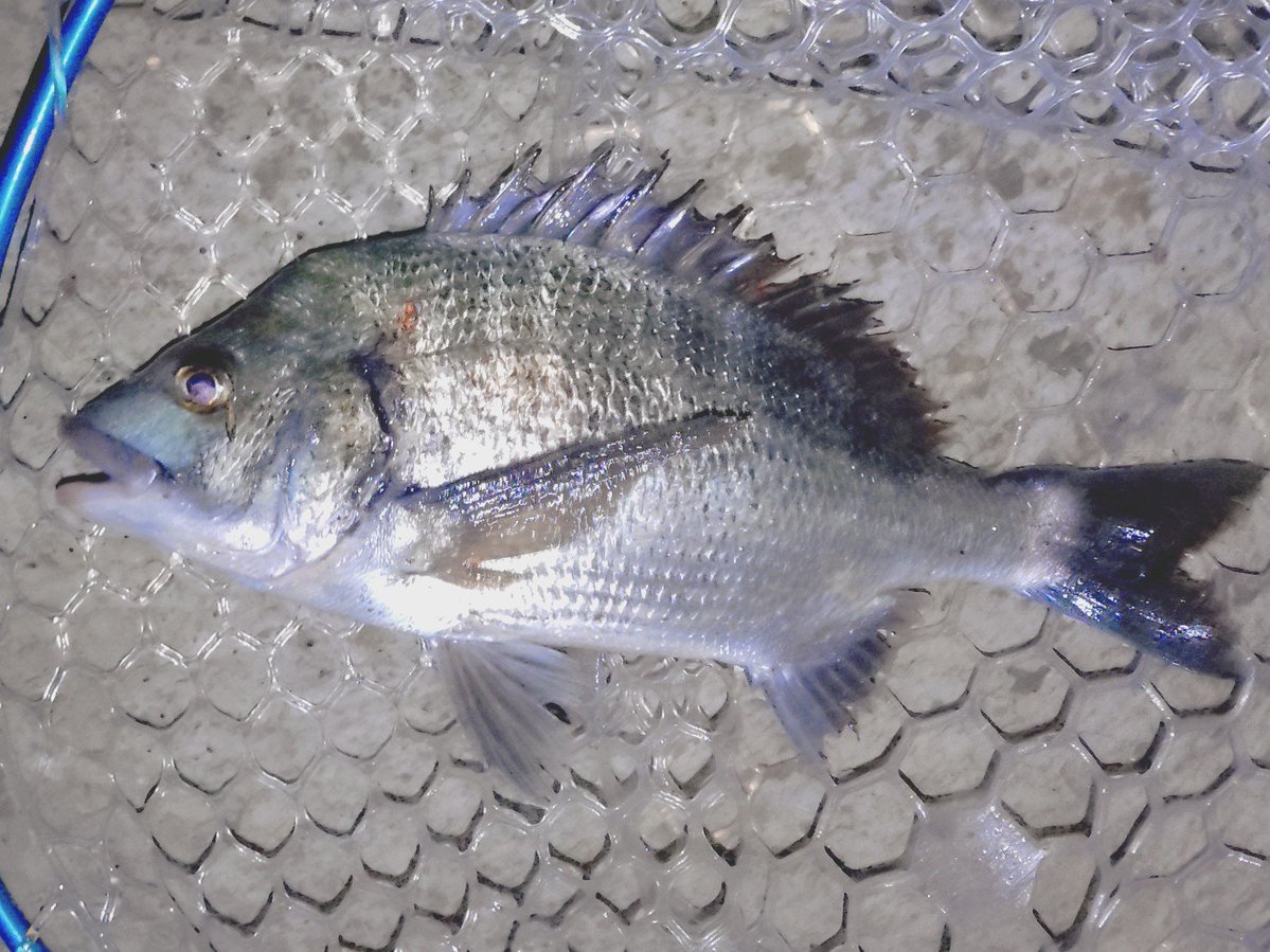 gerokasu_jpas's tweet photo. 昨日はtadanoturibakaさんと芋兄と!
やってるエリアのシーズン終盤ですがまだ釣れそうな感じなので例年より長く楽しめそう。相変わらずビジブロ3.5強し。
反応するカラーは偏ってて、モッシーとブルーシュリンプが反応良かった。
#PR #NOIKEマーケティング #NOIKE
#ビジーブロ #触角フック https://t.co/jaC1lTfDSg