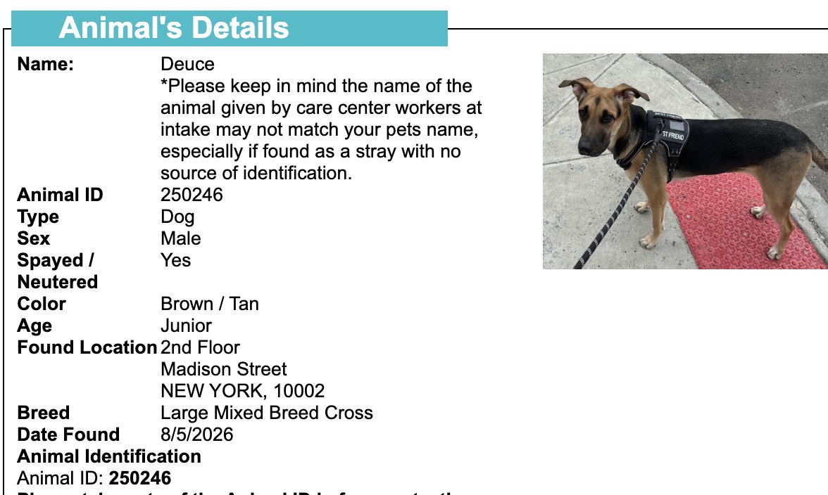 BeeDoDoobieDo's tweet photo. NYC STRAY DOG ALERT🆘
💔They may NOT get out alive💔

☎️Call NYCACC at 212-788-4000 and ask for dog by animal i.d. # in picture below.  #250246

🆘Posted by #TeamAnimalVoice https://t.co/iCt0DXcmzh