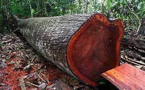 YoAmoaLaCiencia's tweet photo. Más de 108 millones de pesos: el comercio de maderas de 500 árboles protegidos desde México

Entre 2024 y 2026 se documentó la exportación de  1,801.49 metros cúbicos de madera correspondiente a especies vulnerables y en peligro de extinción. 

Esto acuerdo con los permisos de aprovechamiento registrados por la SEMARNAT sobre la exportación de árboles protegidos.

Ese volumen equivale aproximadamente a 534 árboles: 331 caobas, 117 cedros y 86 guayacanes.

La caoba (Swietenia macrophylla), catalogada como Vulnerable por la UICN e incluida en el Apéndice II de CITES, concentra el mayor volumen exportado. Los registros suman 1,323.35 metros cúbicos, equivalentes a unos 331 árboles adultos.

Considerando el precio internacional para esta madera este volumen representa un valor aproximado de 4 millones de dólares, cerca de 74 millones de pesos.

El principal destino de la caoba mexicana fue Estados Unidos, con un número reducido de envíos a Canadá.

El cedro (Cedrela odorata), también clasificado como Vulnerable e incluido en el Apéndice II de CITES, registra 349.78 metros cúbicos, equivalentes a 117 árboles adultos.

A precios internacionales de máxima calidad, este volumen alcanza un valor aproximado de 800 mil dólares, alrededor de 15 millones de pesos. 

Sus exportaciones tuvieron como destino Estados Unidos, República Dominicana, Nicaragua, Cuba, Honduras, Costa Rica, España e Indonesia.

El guayacán (Guaiacum sanctum), catalogado En Peligro por la UICN e incluido en el Apéndice II de CITES, suma 128.36 metros cúbicos, equivalentes a 86 árboles adultos. 

Debido a que es una de las maderas tropicales más escasas y valiosas del mercado internacional, ese volumen puede alcanzar un valor cercano a 1.03 millones de dólares, aproximadamente 19 millones de pesos.

 Los envíos registrados tuvieron como destino Alemania, Polonia y Japón.

En conjunto, las exportaciones analizadas representan un valor comercial estimado de 5.83 millones de dólares, equivalentes a casi 108 millones de pesos.

Los permisos de cedro y guayacán incluyen información sobre el predio o PIMVS de orige y  la autorización de aprovechamiento. 

Pero los registros correspondientes a la caoba, la especie con mayor volumen y mayor valor comercial, aparecen sin esa información. 

La SEMARNAT a cargo de Alicia Bárcena, no demostró que esas autorizaciones existan, no señala de dónde fueron cortados esos árboles y no incluye quien es el beneficiario de esta tala “legal”. 

La Secretaria de Hacienda y Crédito Público, nos señaló por transparencia que no se puede obtener información sobre el movimiento aduanal por ser secreto fiscal. 

Así es que especies protegidas, incluso en peligro de extinción y de muy alto valor economico se están “aprovechando” sin que sepas por quienes.