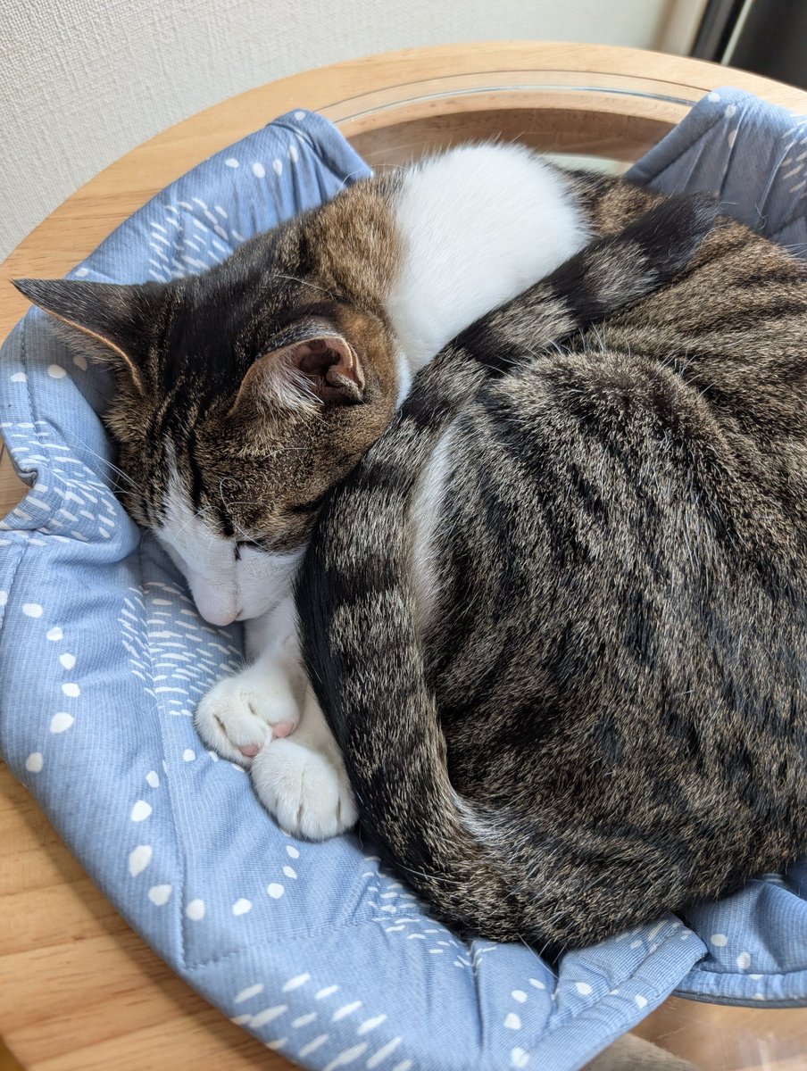 neko_ptx's tweet photo. #catdays https://t.co/E1VSgDMBOI